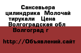 Сансевьера  цилиндрика, Молочай  тирукали › Цена ­ 80 - Волгоградская обл., Волгоград г.  »    